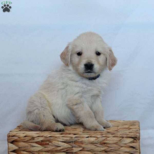 Max, Golden Retriever Puppy